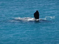 whale-watching-south-australia